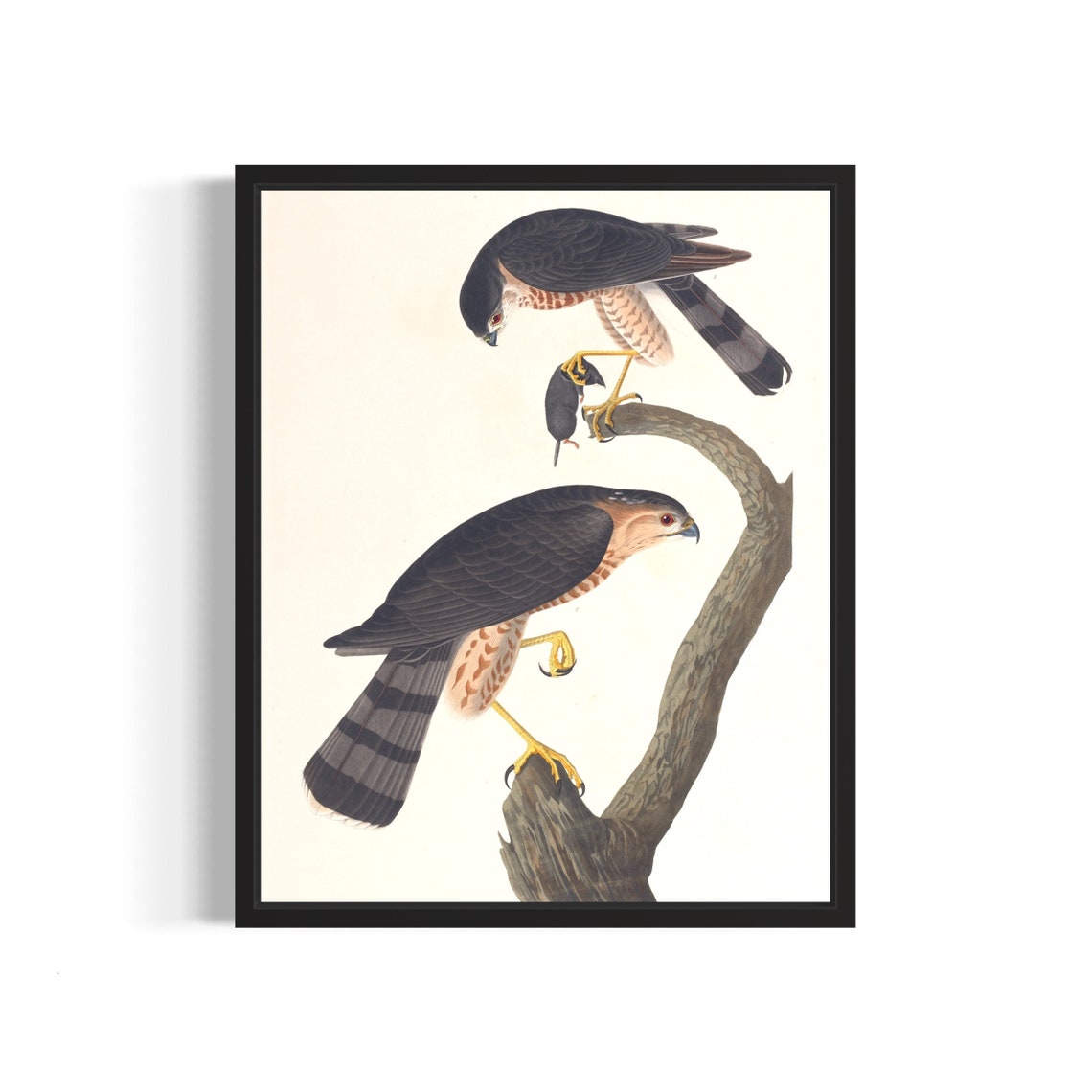 Pair of Sharp Shinned Hawks with Prey Vintage Naturalist Art Print