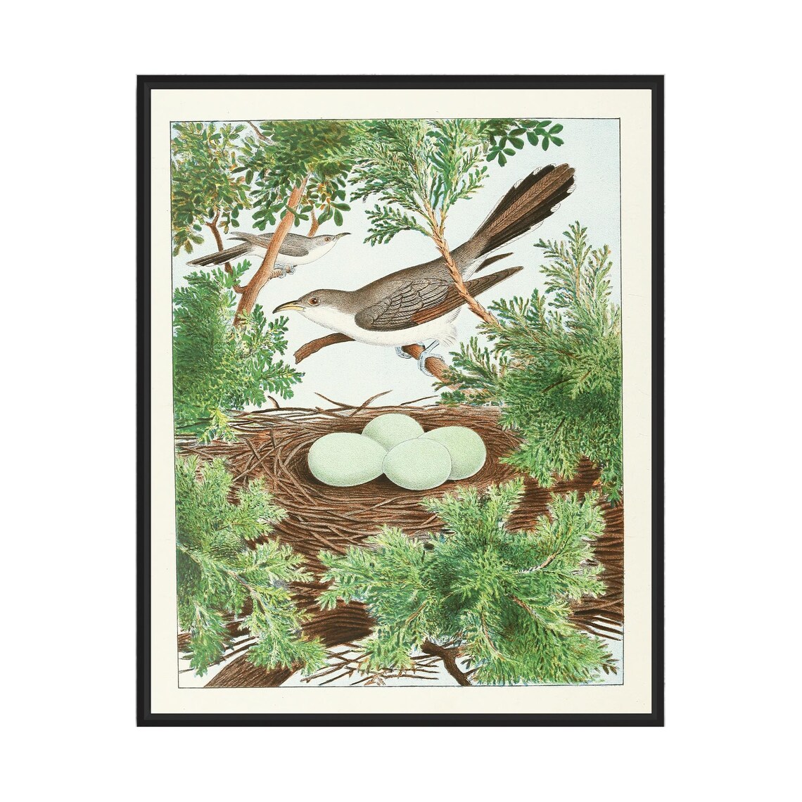 Yellow-Billed Cuckoo Nest Eggs Vintage Bird Painting Wall Art