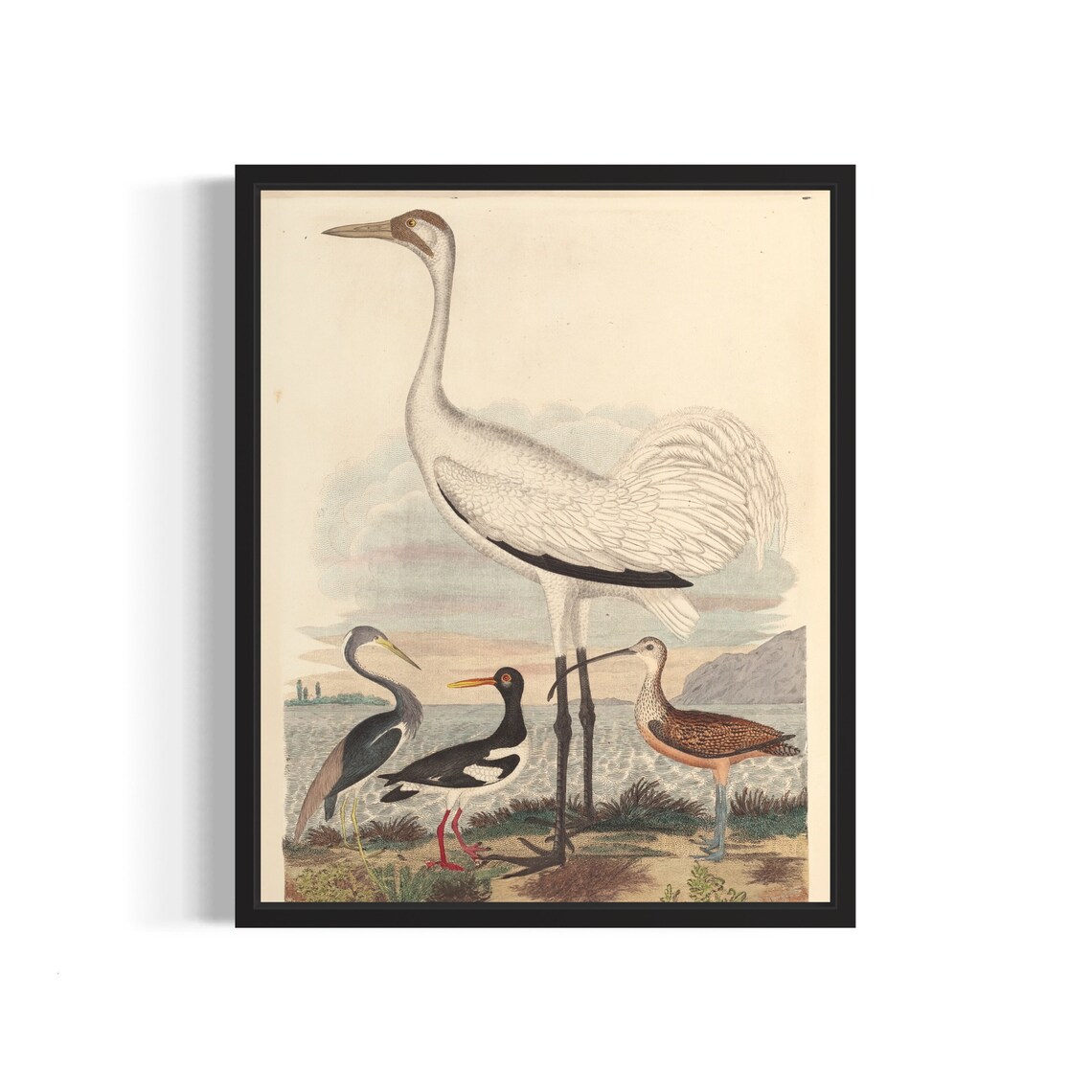 Vintage Wading Shorebirds in Marsh Classic Wildlife Painting Art Print