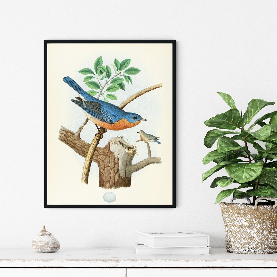 Eastern Bluebird Perched Vintage Naturalist Bird Painting Wall Art - Image 3
