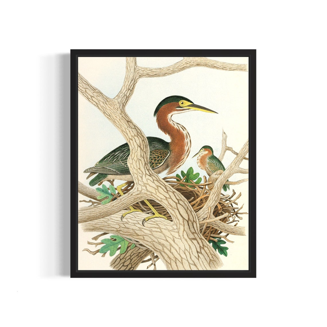 Green Heron Nesting Pair Vintage Ornithology Illustration Poster