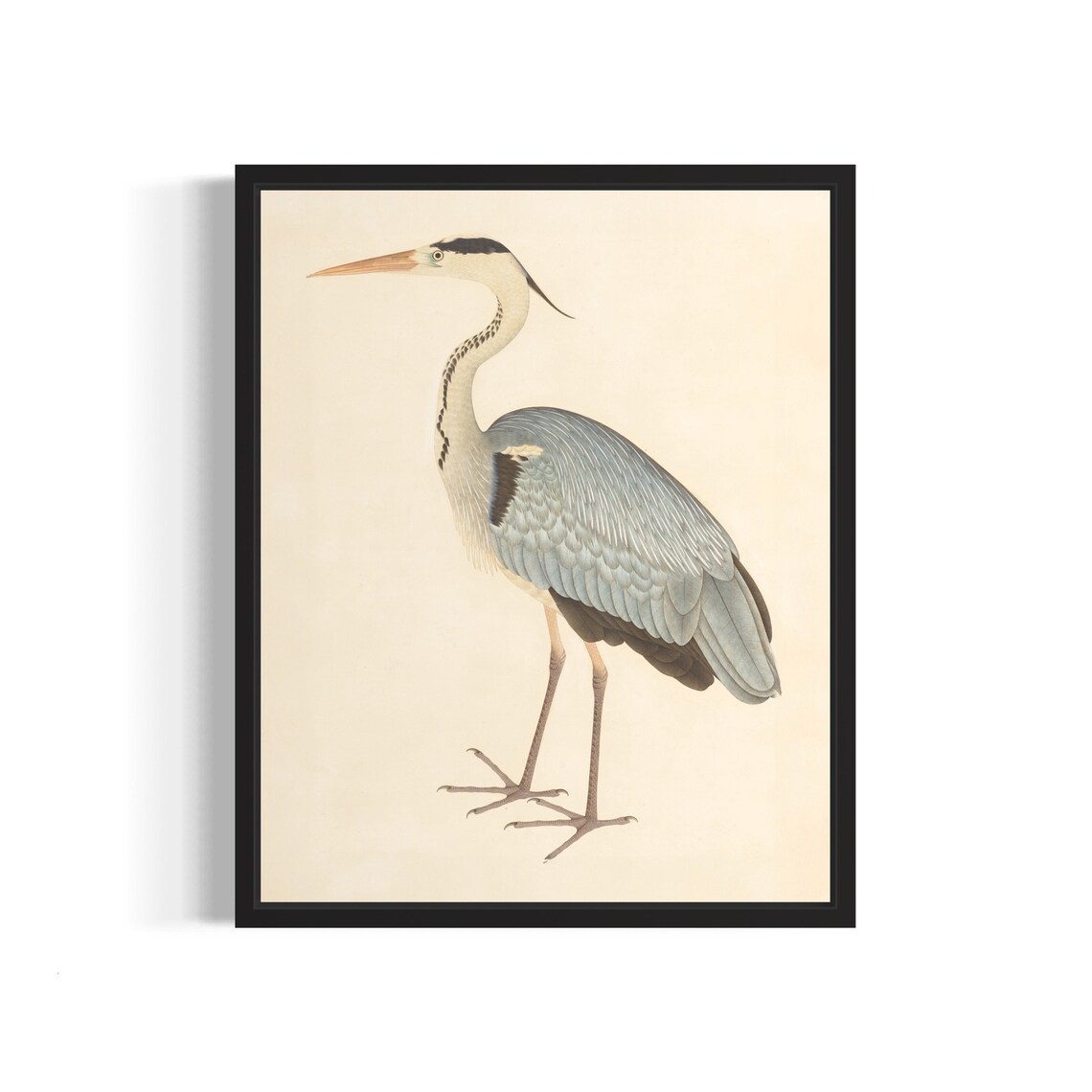 Grey Heron Standing Portrait Vintage Bird Painting Art Print