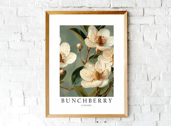 Bunchberry Canada National Flower Travel Poster