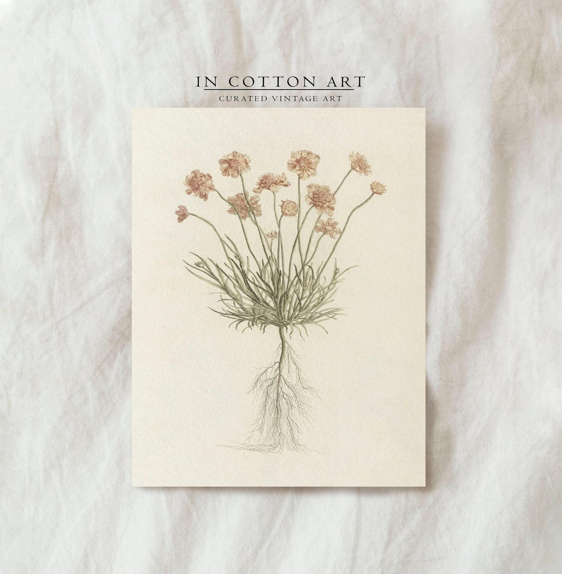 Pink Scabiosa Wildflower Botanical Roots Vintage Illustration Print