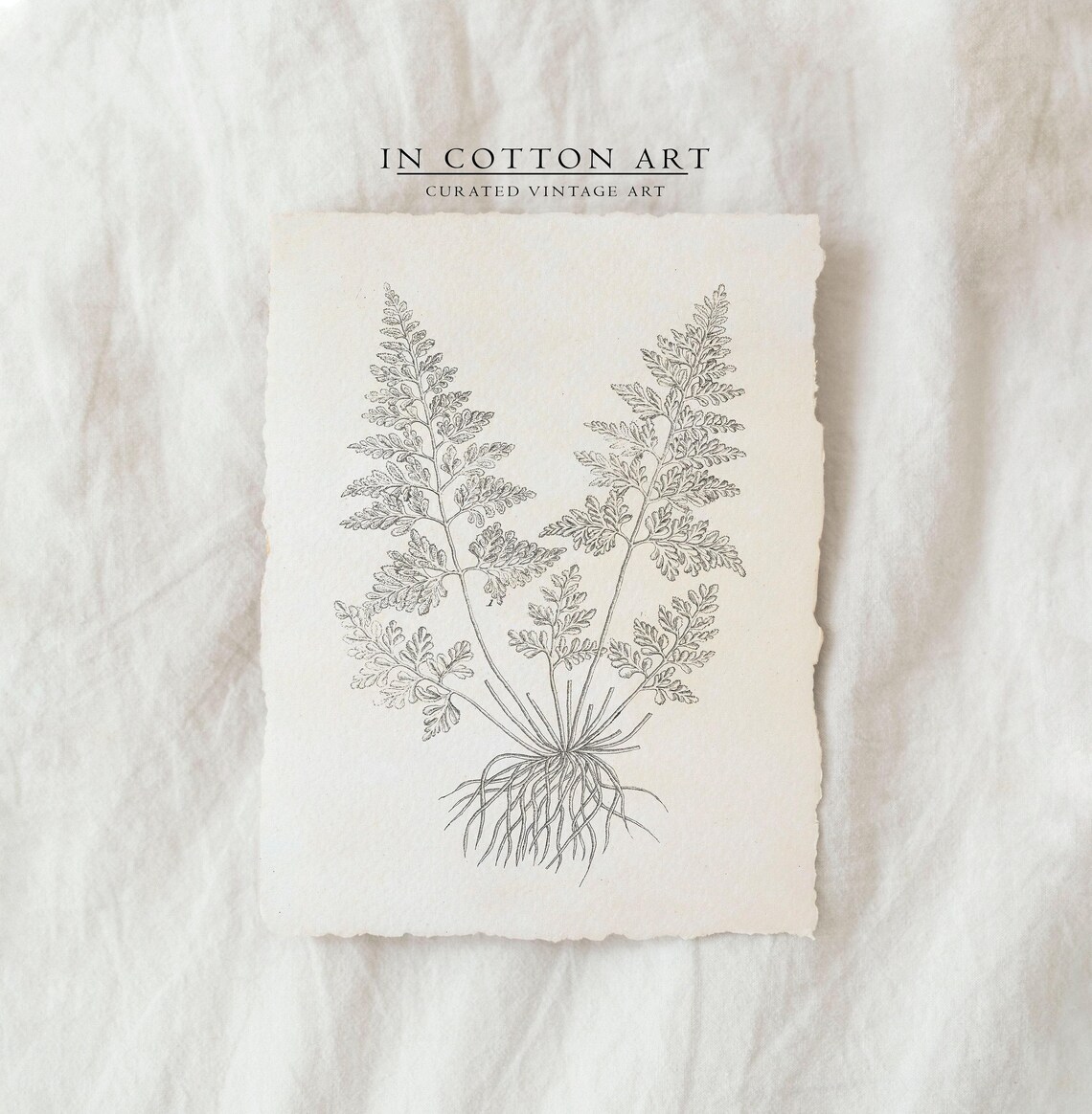 Antique Branch Drawing Vintage Fern Sketch Art Print