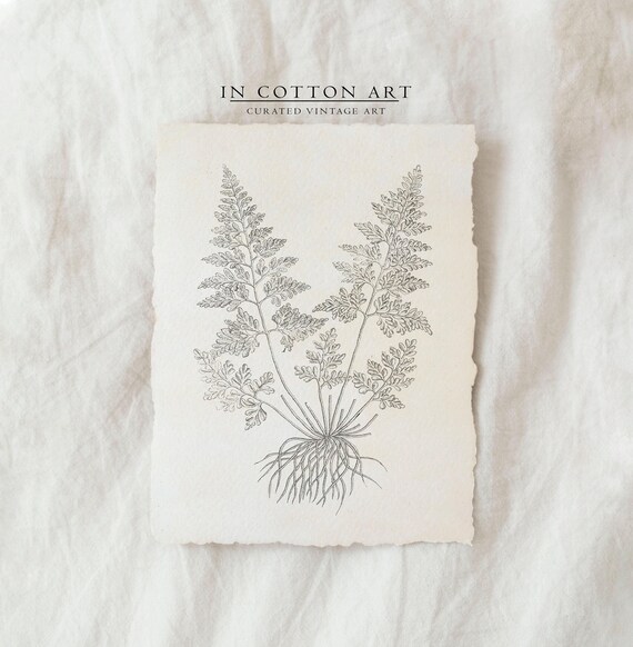 Antique Branch Drawing Vintage Fern Sketch Art Print