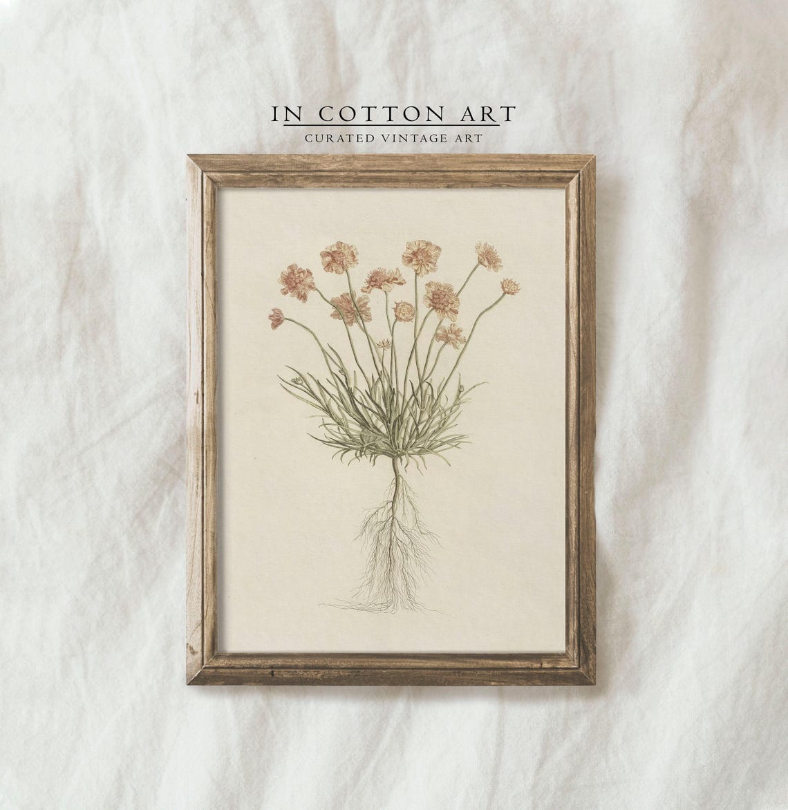 Pink Scabiosa Wildflower Botanical Roots Vintage Illustration Print - Image 3