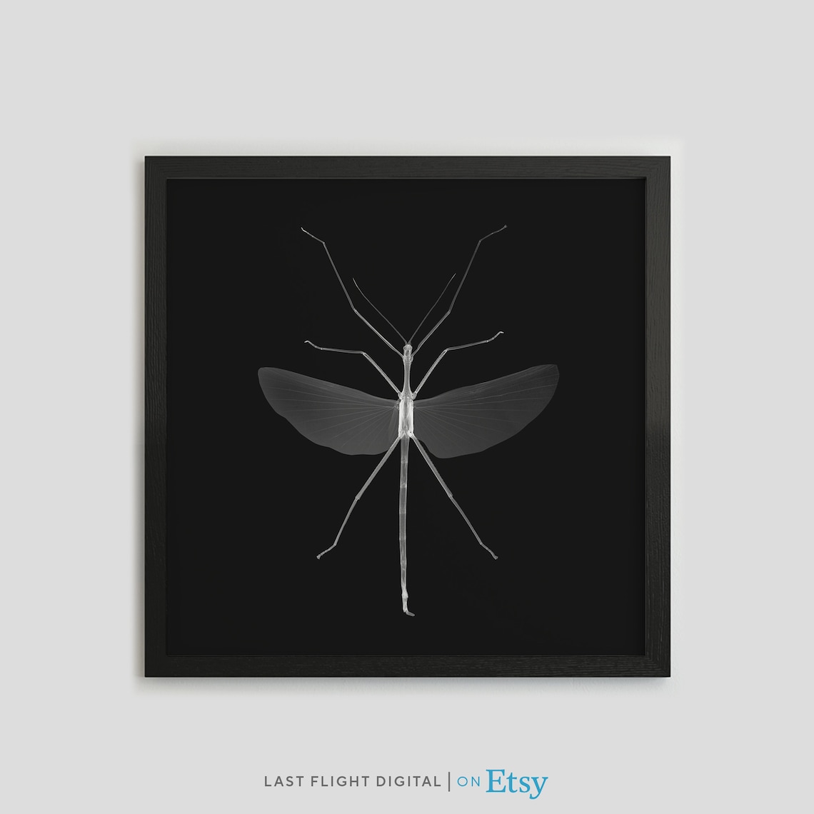 Stick Insect X-Ray Photo, Gothic Bug Art Print
