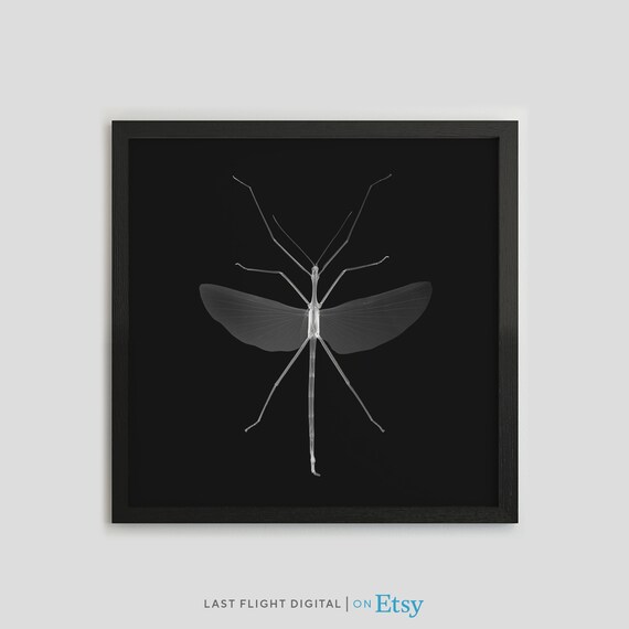 Stick Insect X-Ray Photo, Gothic Bug Art Print