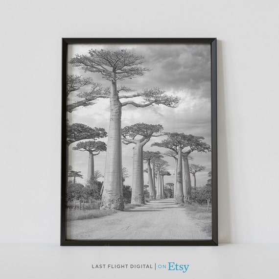 Madagascar Print Baobab Avenue Madagascar Poster Africa Print Black White Photo Baobab Print Baobab Tree Morondava Belo Forest