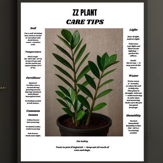 Zz Plant Care Tips Wall Art Zamioculcas Houseplant Guide Indoor Decor Office Botanical Poster