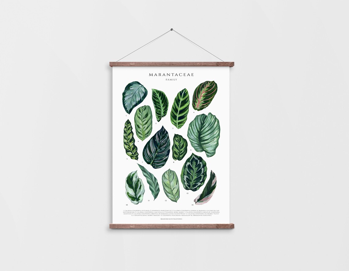 Marantaceae Family Prayer Plant Leaf Species Watercolor Chart Poster - Image 3
