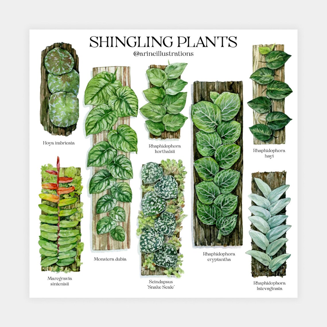 Shingling Plants Species Botanical Wall Chart Watercolor Poster - Image 2