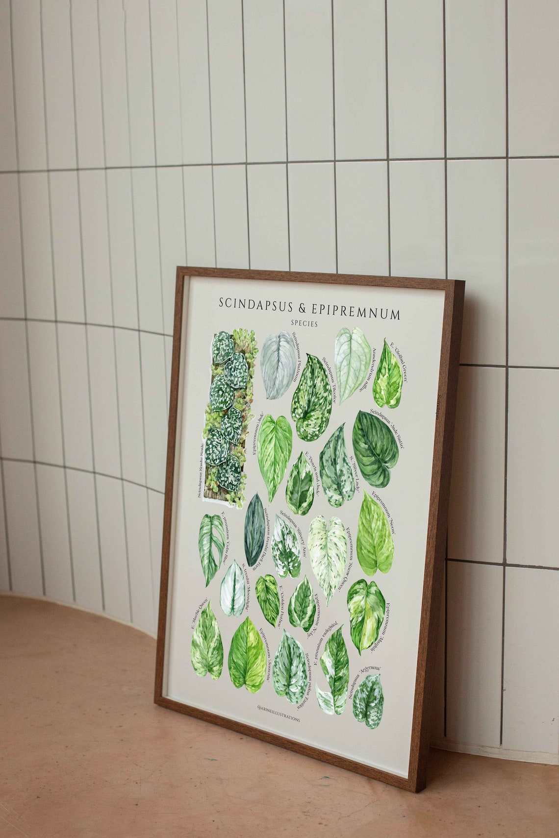 Scindapsus Epipremnum Species Pothos Leaf Chart Watercolor Poster - Image 3