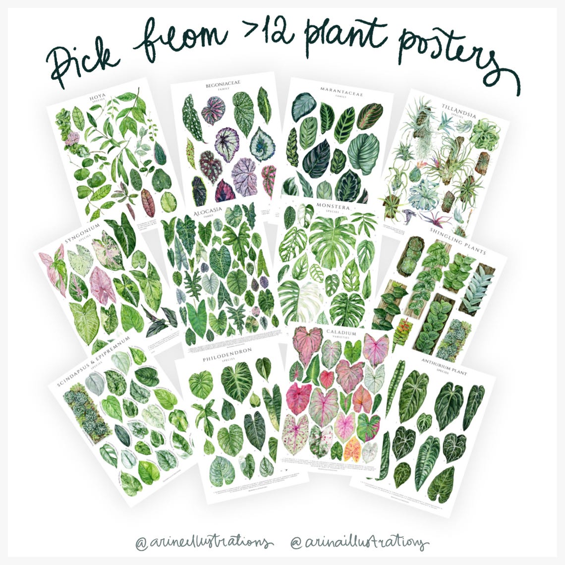 Anthurium Species Velvet Leaf Botanical Identification Chart Poster - Image 2