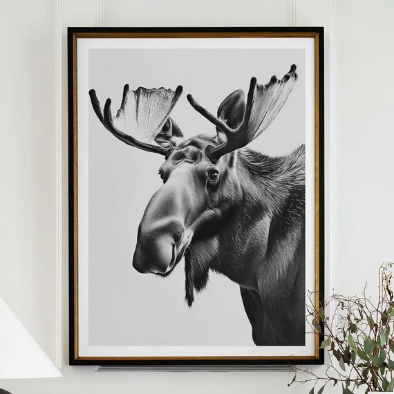 Black and White Moose With Large Antlers Portrait Photography Poster