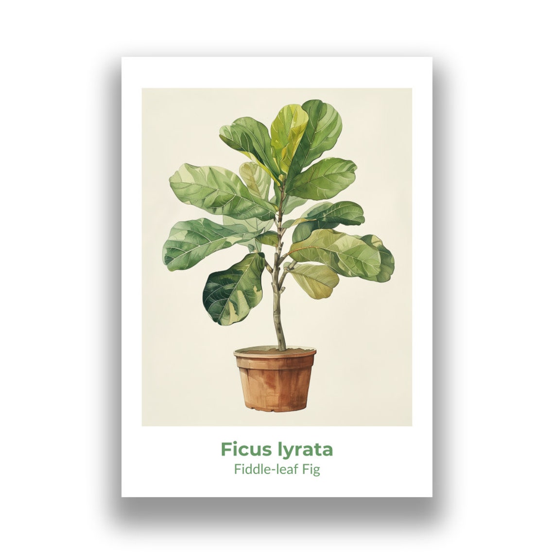 Ficus Lyrata Fiddle Leaf Fig Potted Tree Watercolor Botanical Poster - Image 2
