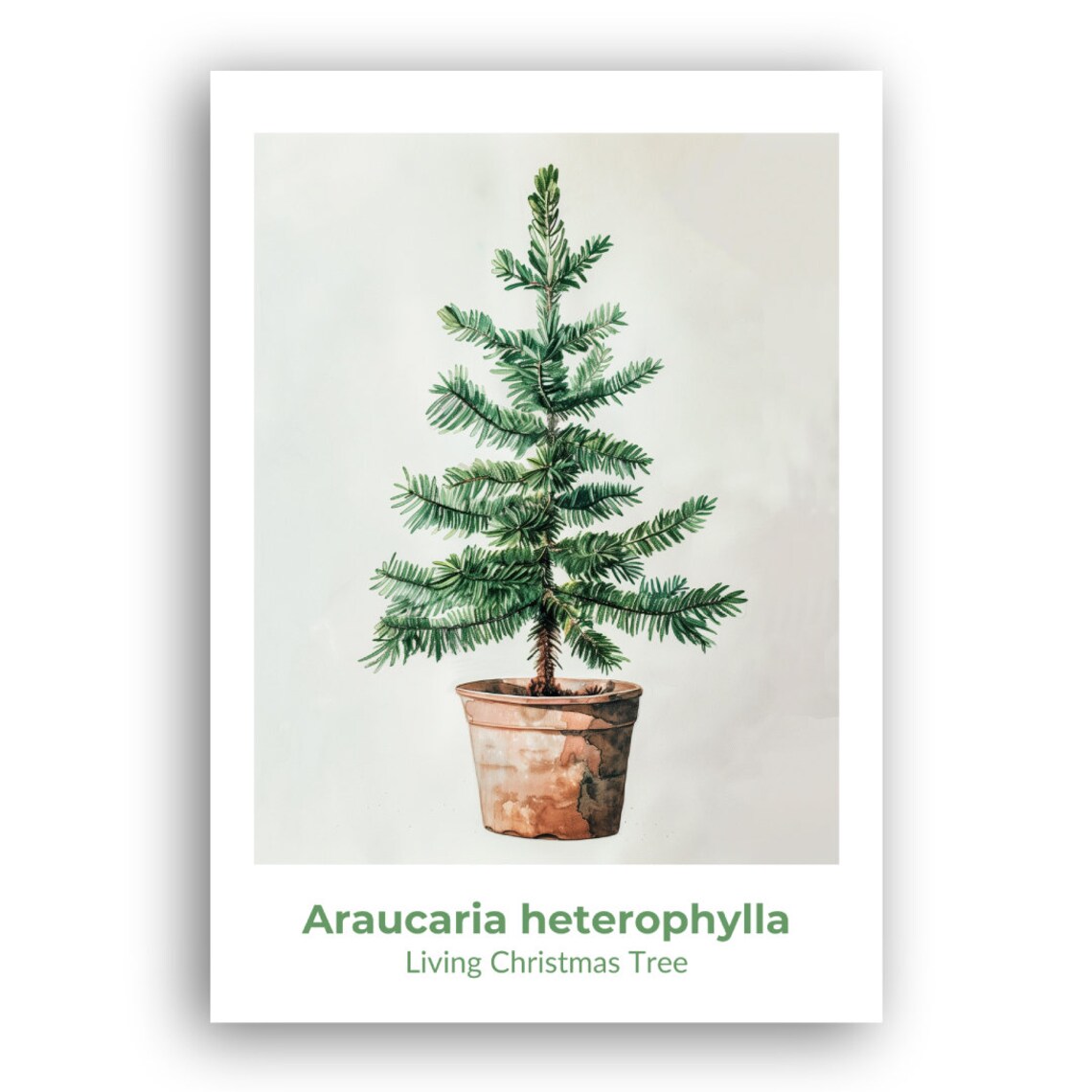 Araucaria Heterophylla Living Christmas Tree Watercolor Art Poster - Image 2