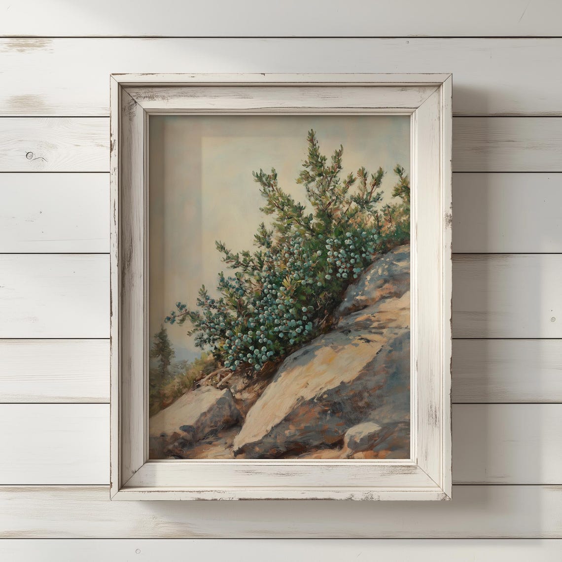 Juniper On Rocky Hillside Botanical Art Nature Landscape Poster