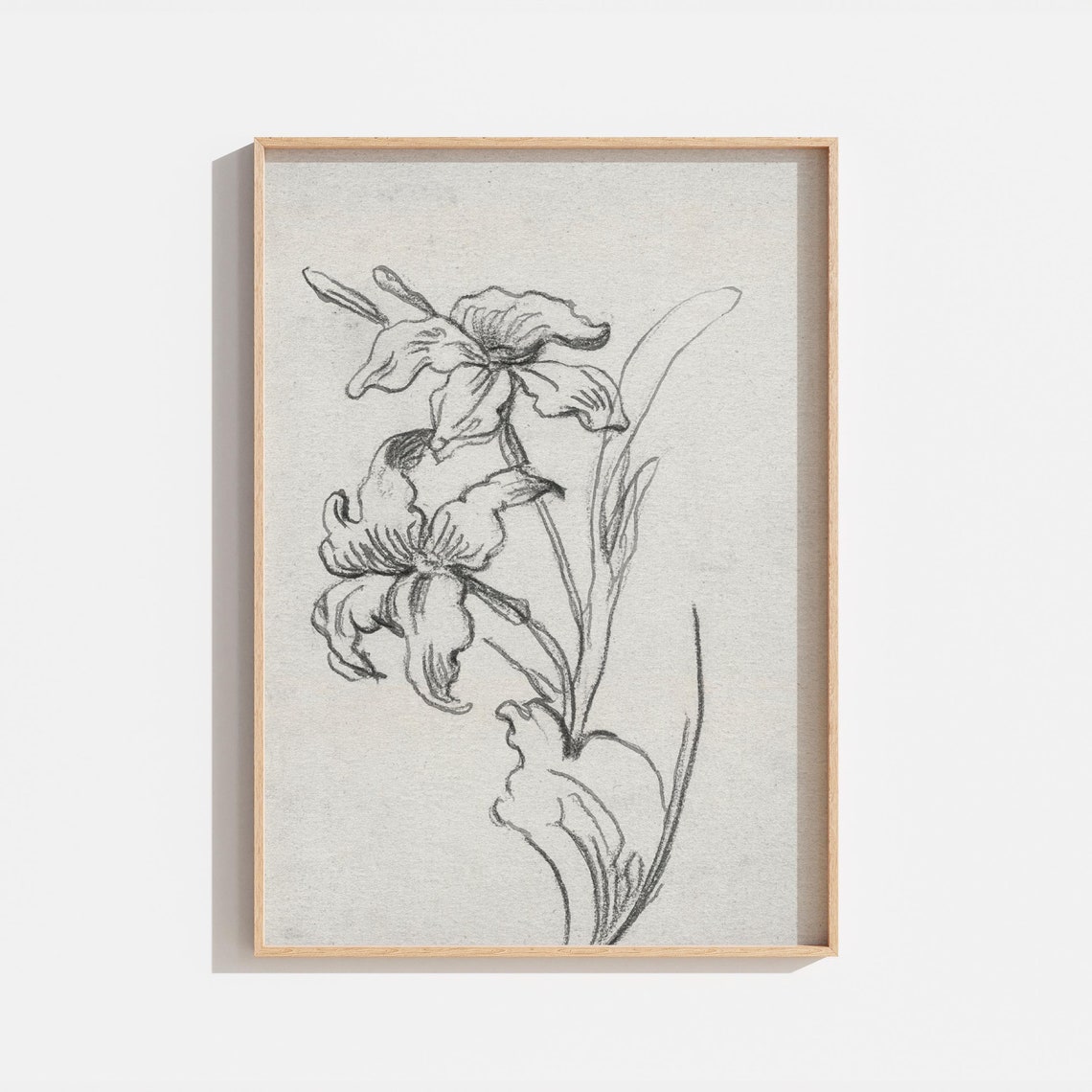 Vintage French Botanical Iris Ink Sketch Drawing Antique Wall Art