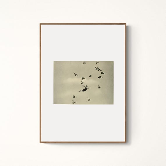 Birds Of Paradise Poster Collage Art Print