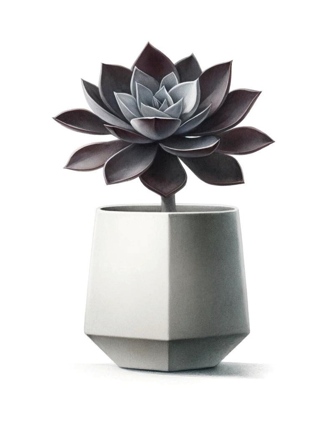 Modern Succulent in Geometric Pot, Wall Art - Image 5