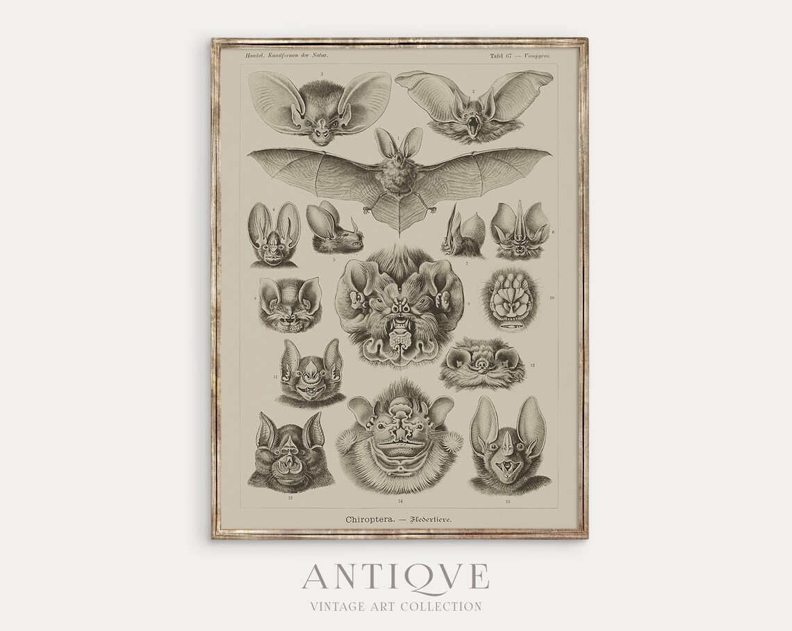 Ernst Haeckel Bats Chiroptera Antique Natural History Plate Poster