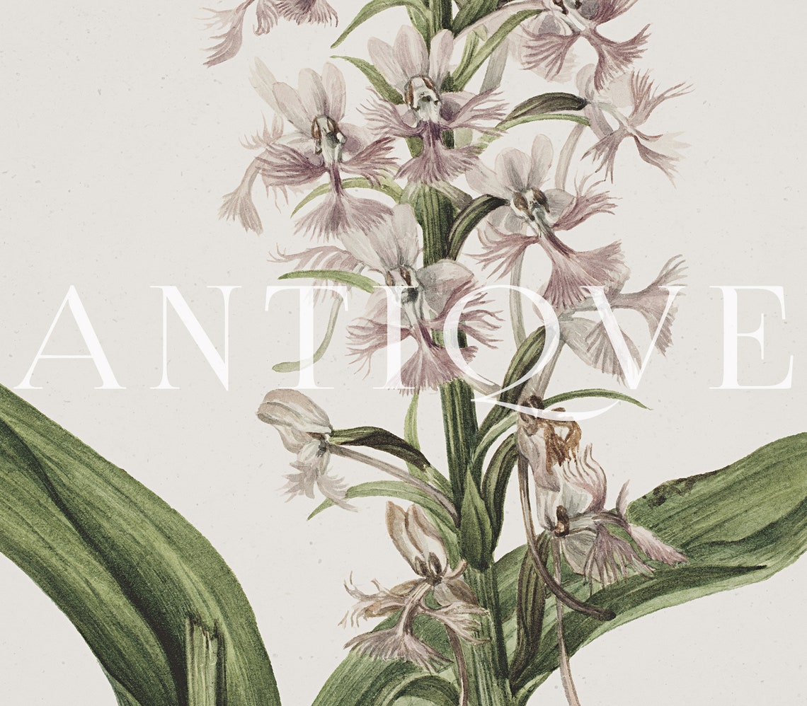 Pink Flowers Botanical Art Print - Image 3