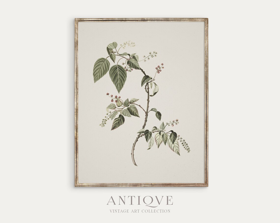 Antique Floral Sketch Botanical Art Print