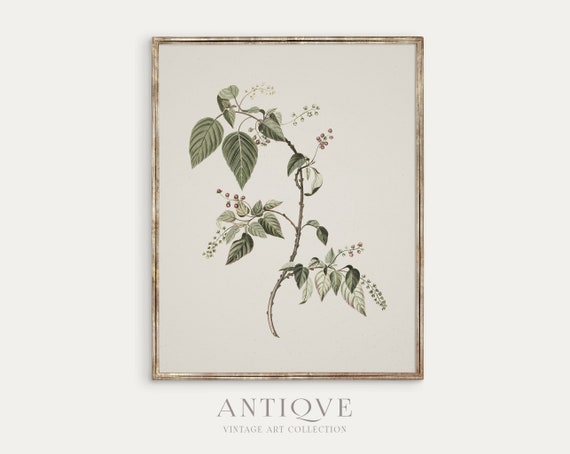 Antique Floral Sketch Botanical Art Print