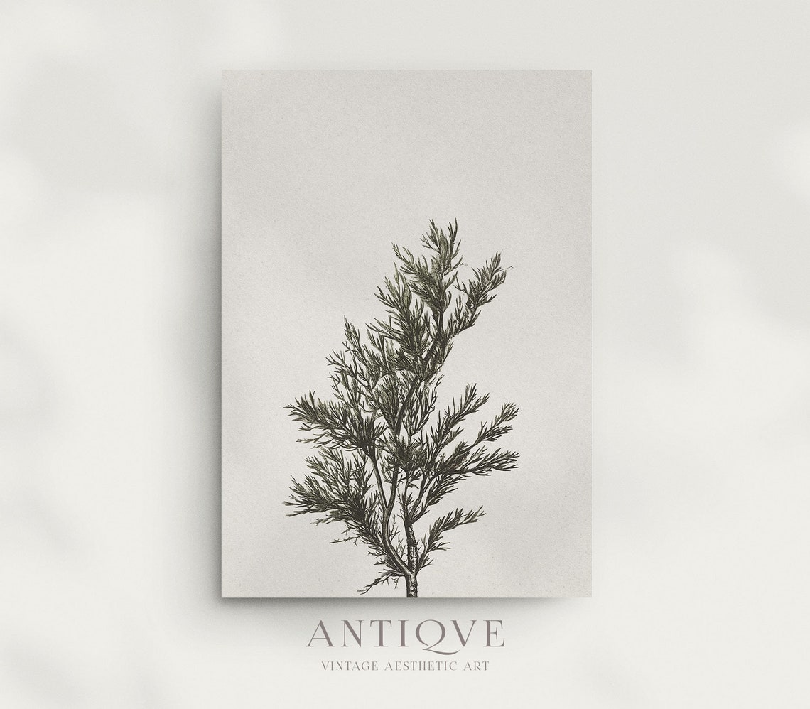 Neutral Juniper Branch Botanical Sketch Minimalist Nature Art Poster - Image 3