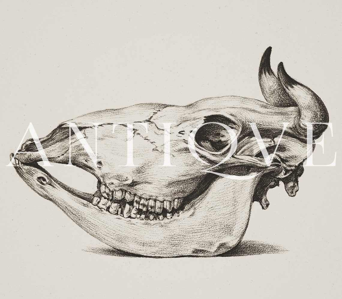 Buffalo Skull Pencil Sketch Dark Academia Anatomical Art Print - Image 4