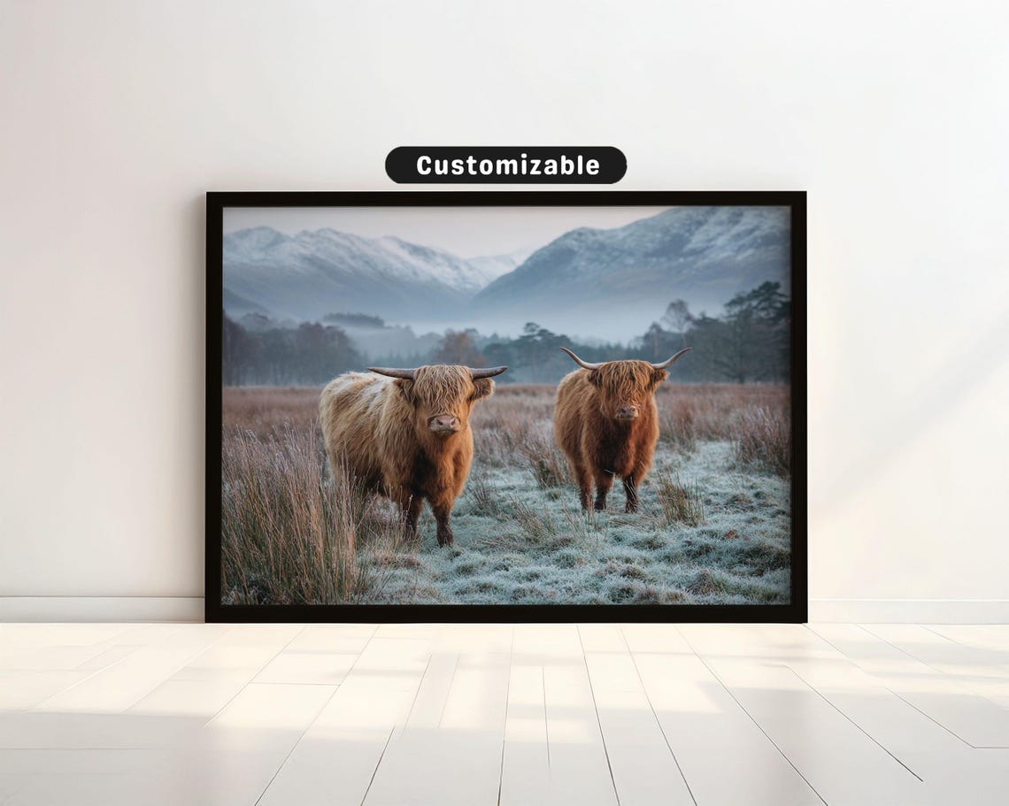 Highland Cows On Frosty Meadow Snowy Scottish Hills Travel Poster