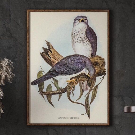 French Country Romantic Wall Decor Bird Warm Vintage Art Classic Avion Elegance Minimalist