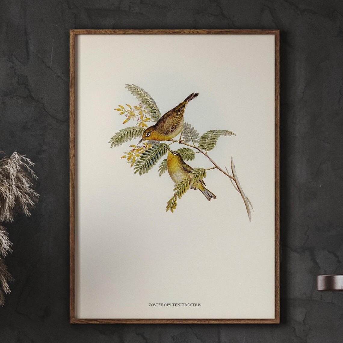 Zosterops Tenuirostris Vintage Bird Illustration Yellow Songbirds Poster