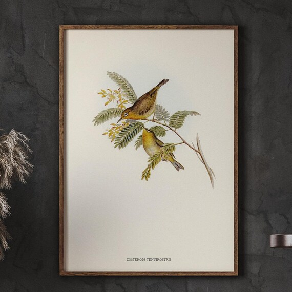 Vintage Bird Wall Art Slenderbilled Zosterops Seasonal Home Decor Minimalist Living Room