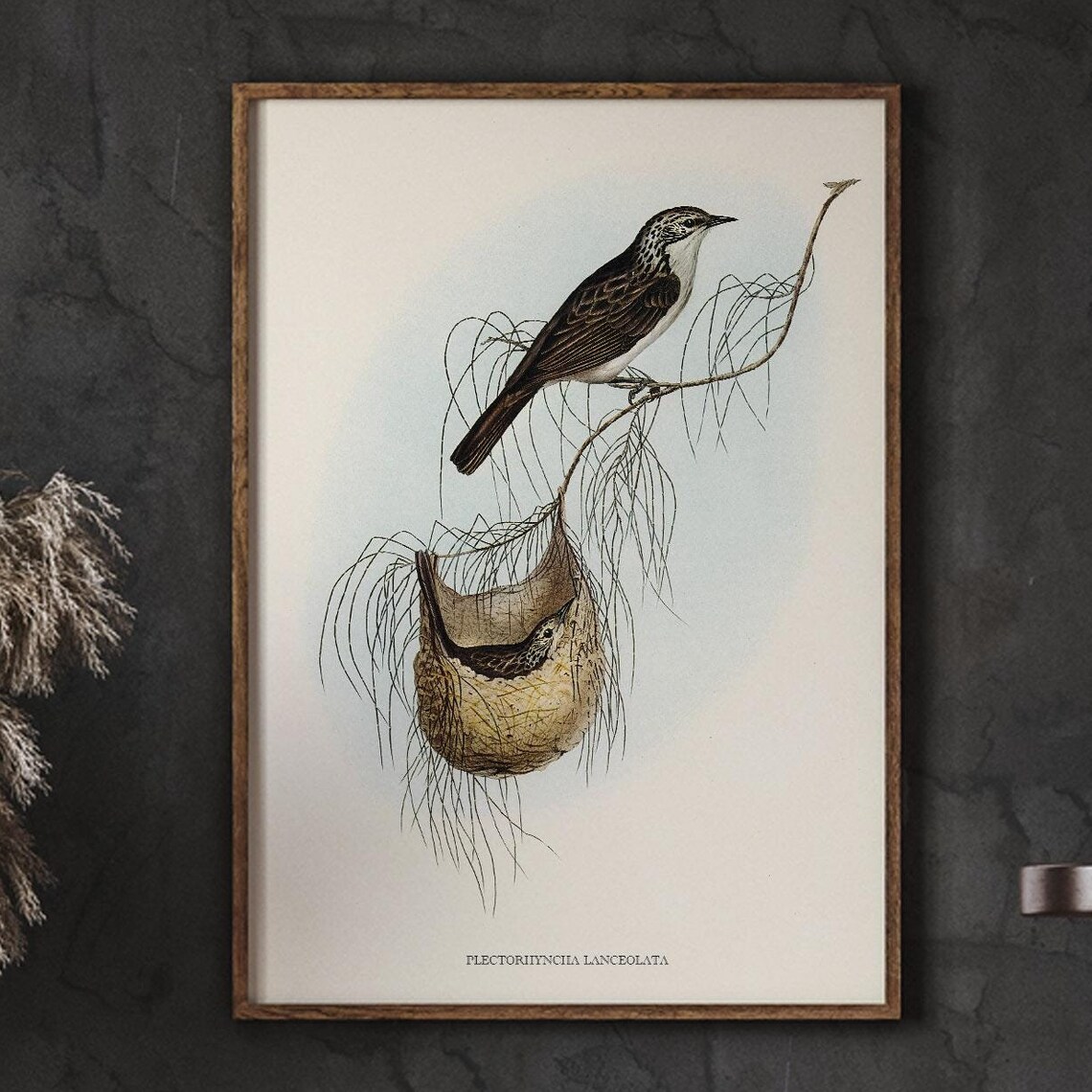 Plectorhyncha Lanceolata Bird Nest Vintage Illustration Poster