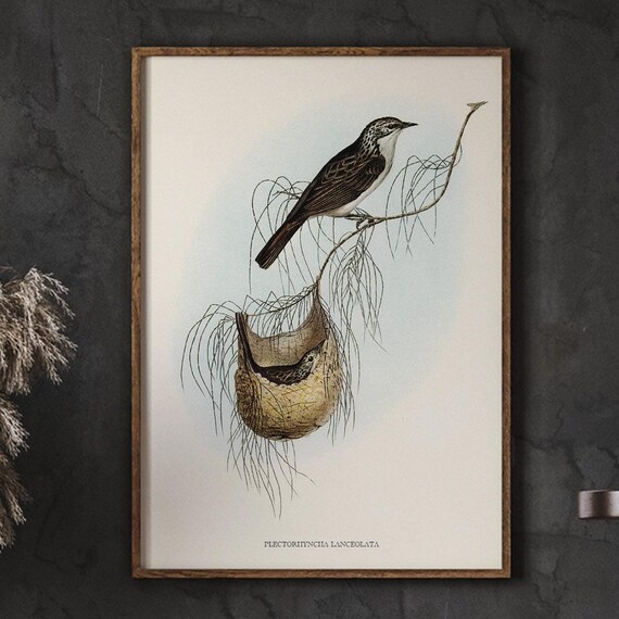 Bird On A Branch Farmhouse Print Lanceolate Honeyeater Antique Botanical Nature Painting Home Decor Vintage Wall Art