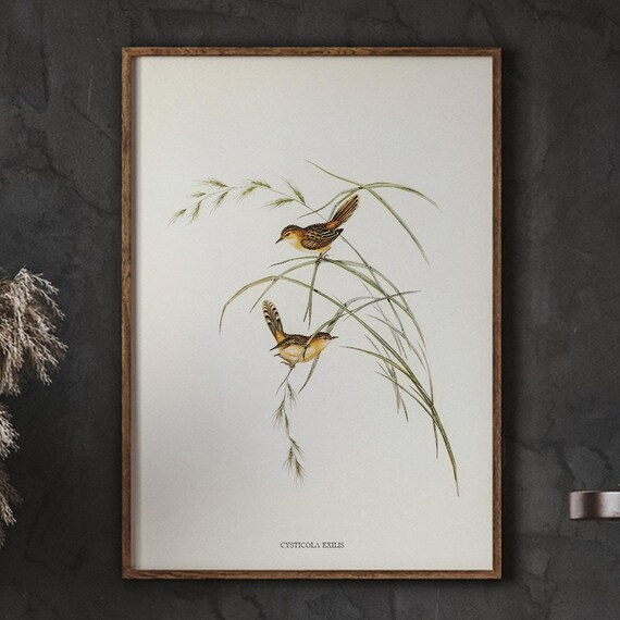 Cysticola Exilis Warbler Pair Vintage Bird Illustration Poster