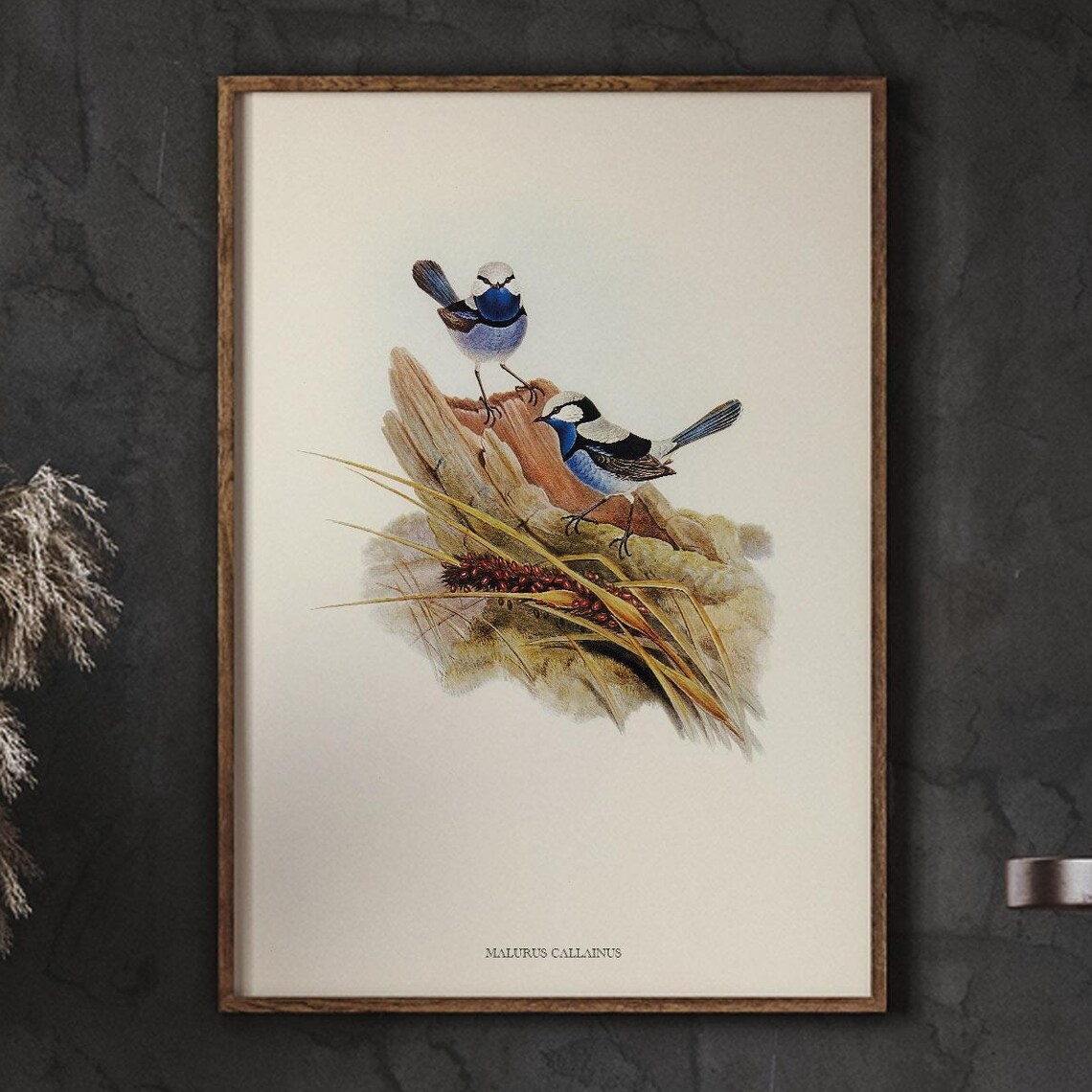 Turquoise Wrens on a Perch Vintage Australian Bird Illustration Poster