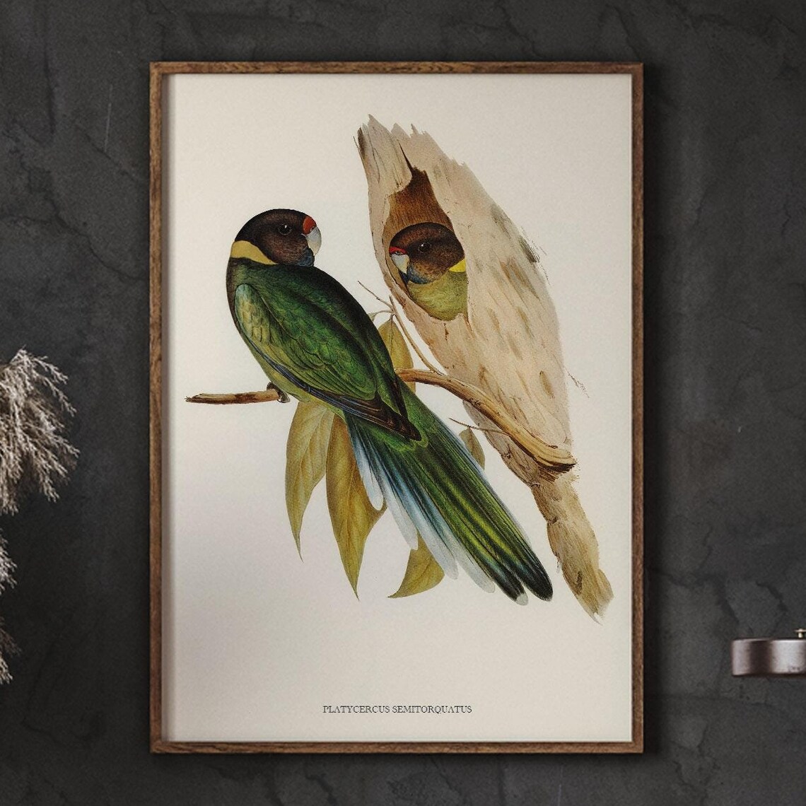 Platycercus Semitorquatus Vintage Parrot Illustration Poster