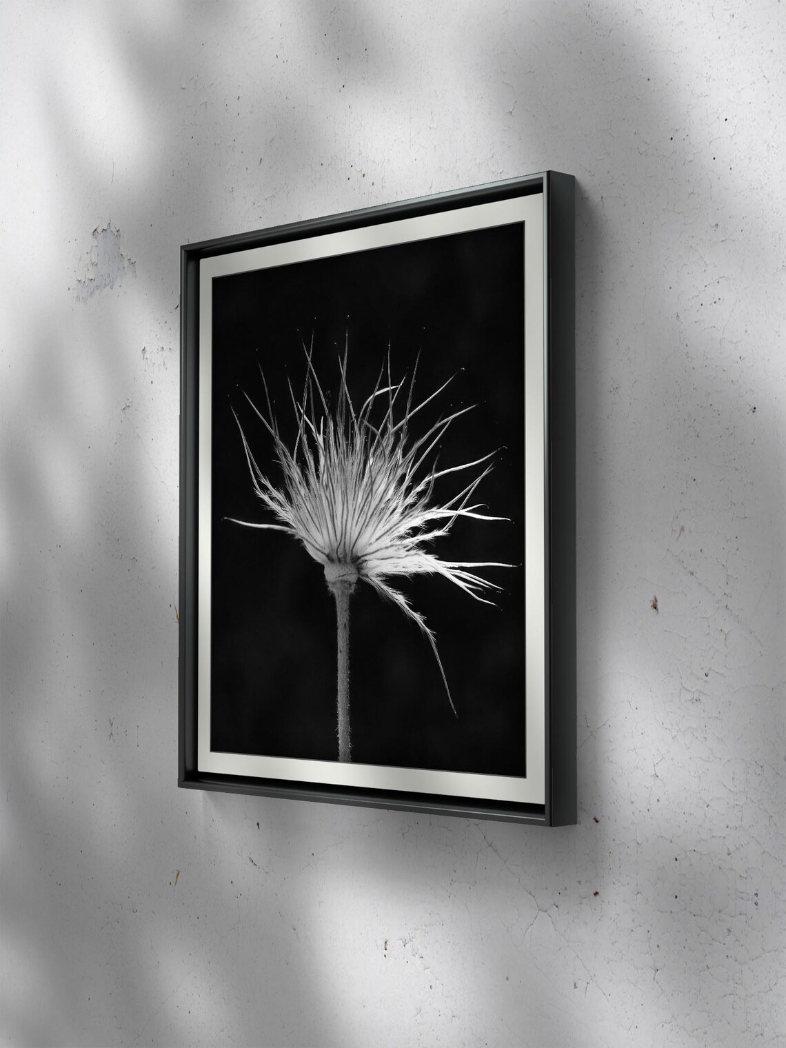 High Contrast Black And White Dandelion Photograph - Image 3