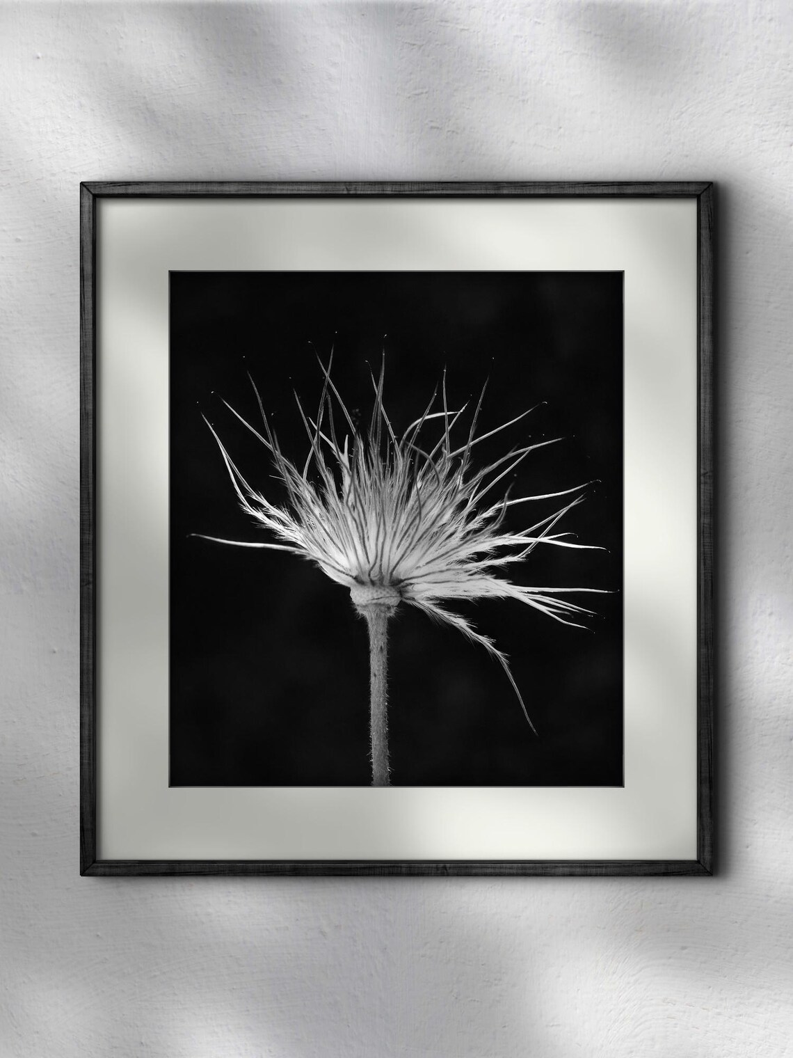 High Contrast Black And White Dandelion Photograph