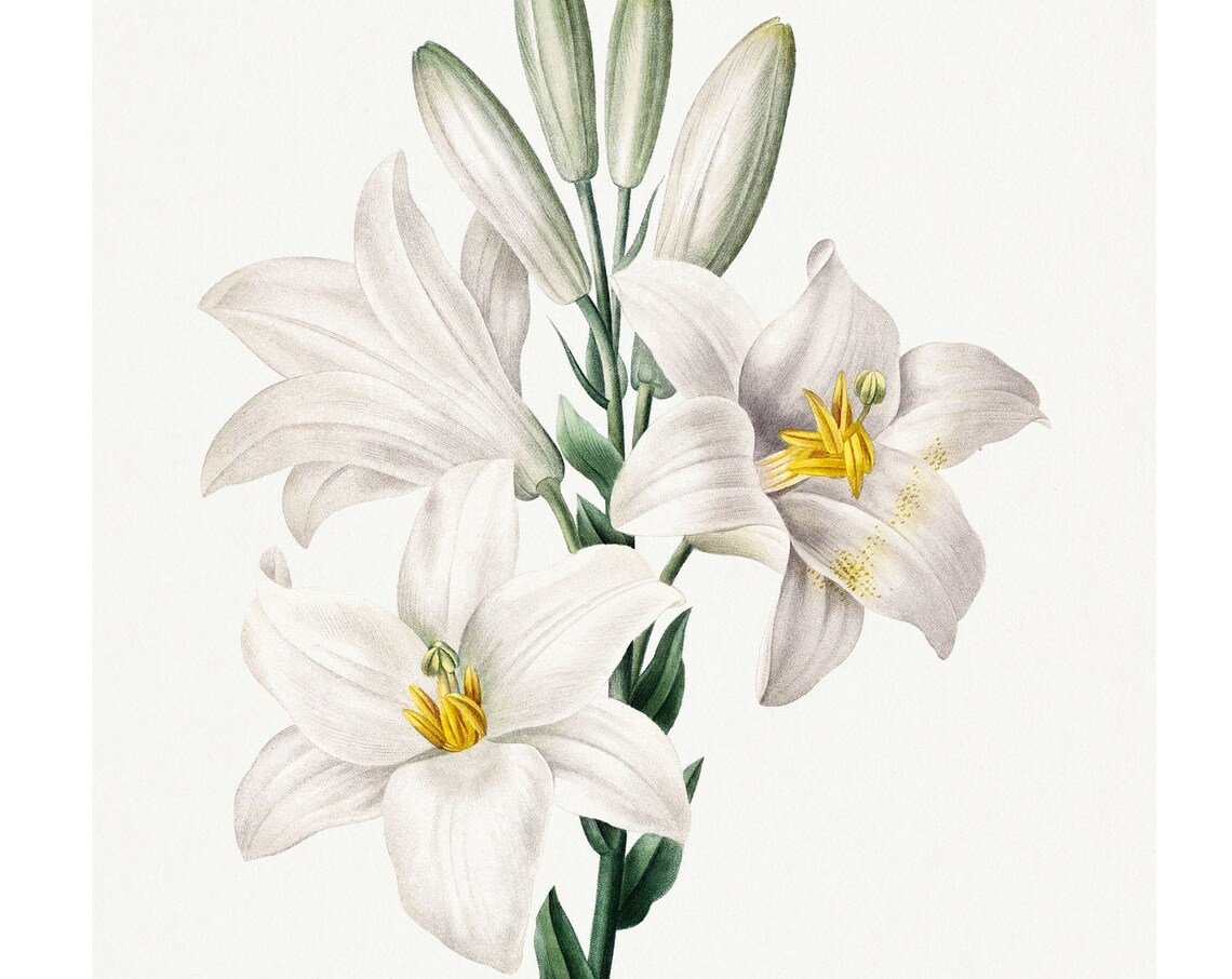 Madonna Lily Vintage Lithograph, Botanical Art Print
