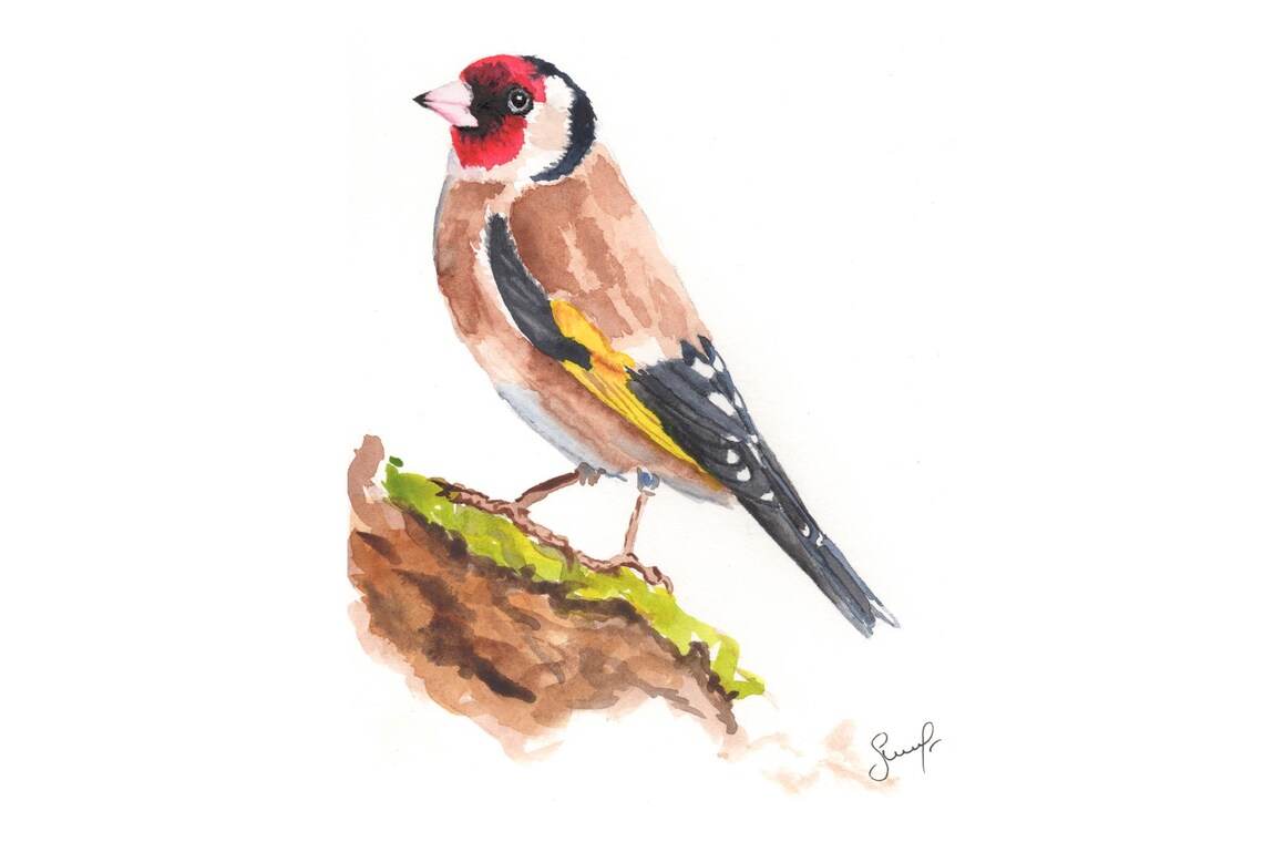 European Goldfinch Watercolor Bird Perched Songbird Painting Poster