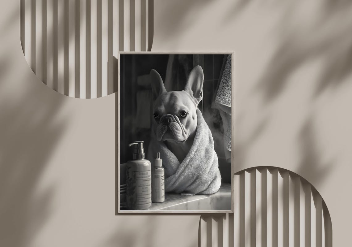 French Bulldog Wrapped In A Towel After A Bath Black White Poster