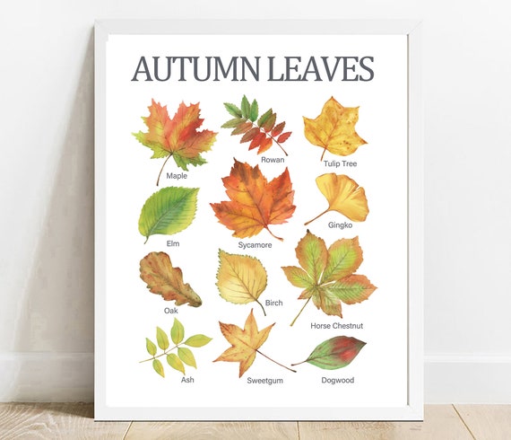 Autumn Leaves Educational Print Homeschool Classroom Decor