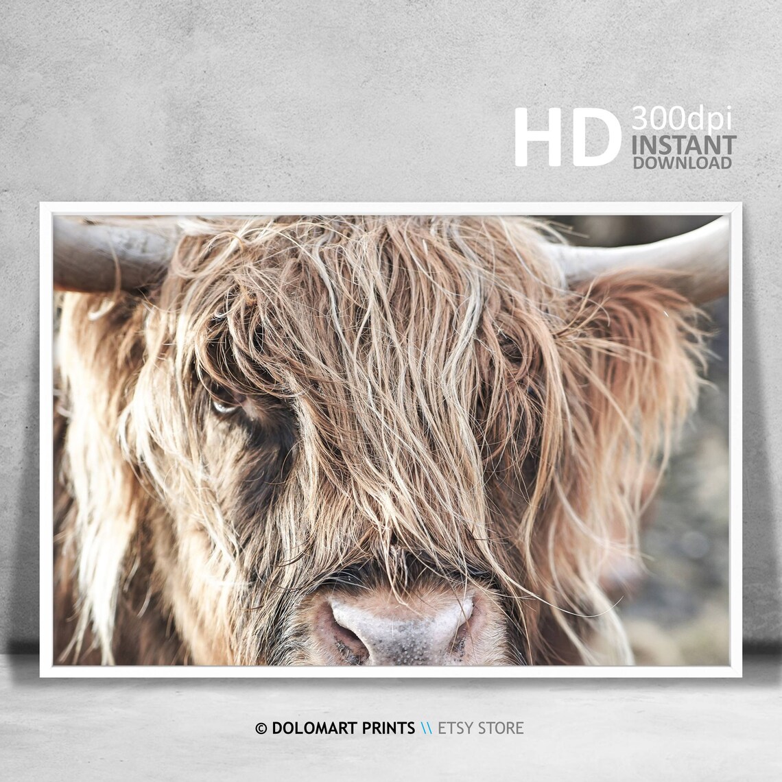 Highland Cow Photography Print, Rustic Nursery Decor