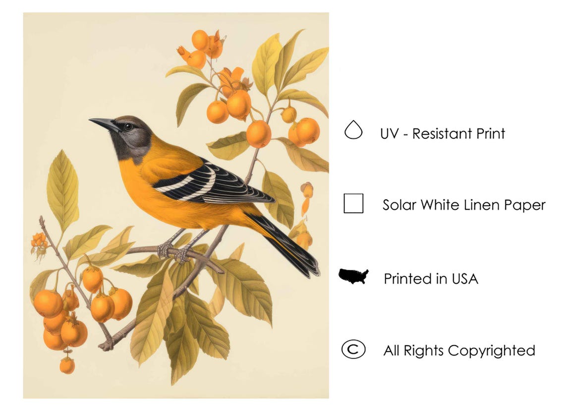 Baltimore Oriole On Fruit Branch Vintage Botanical Bird Print - Image 3