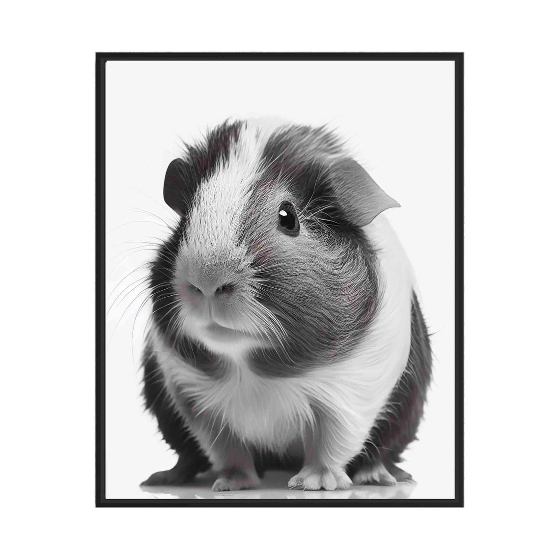 Guinea Pig Black and White Cute Small Pet Close Up Portrait Poster